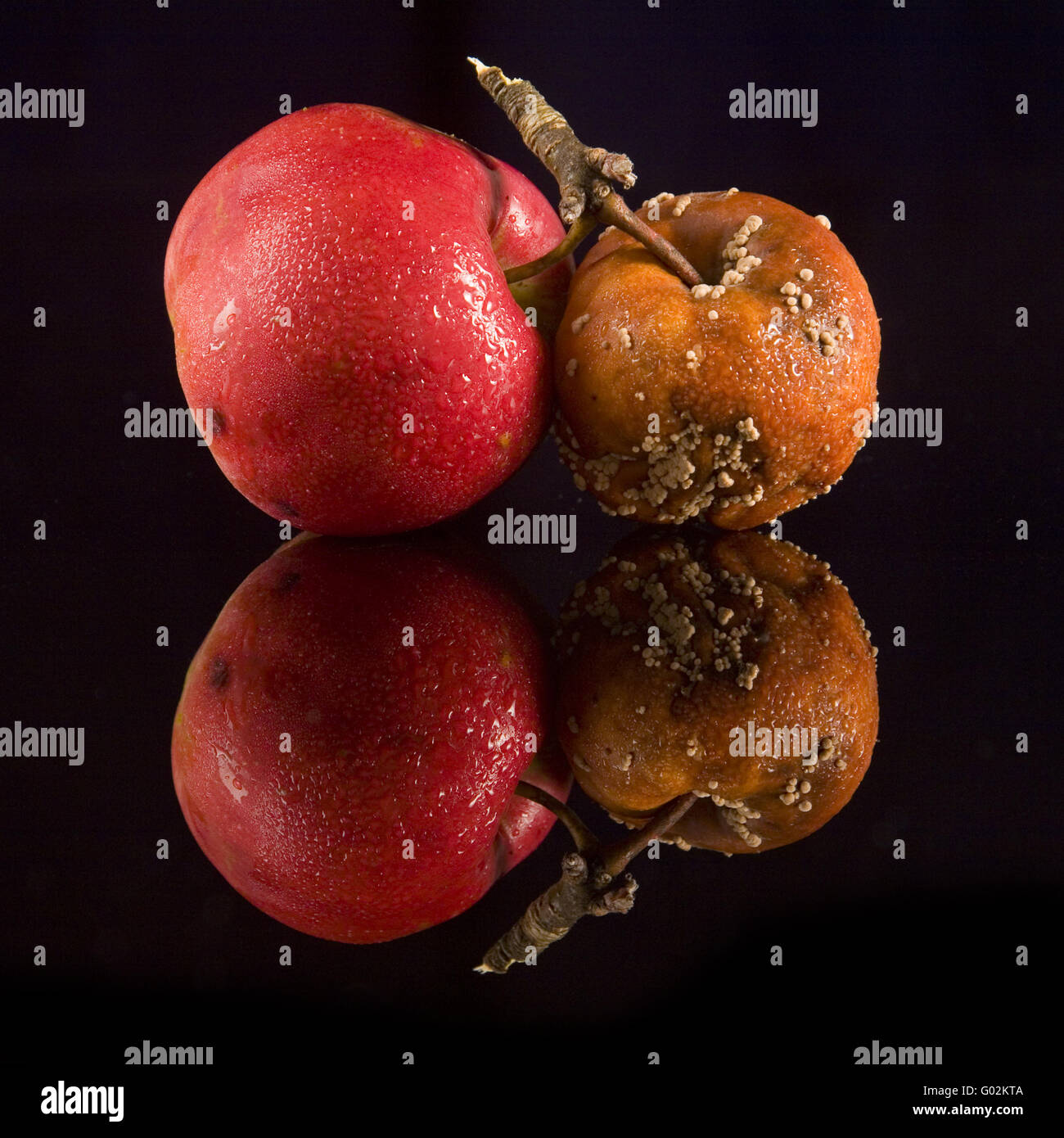 rotten apple Stock Photo