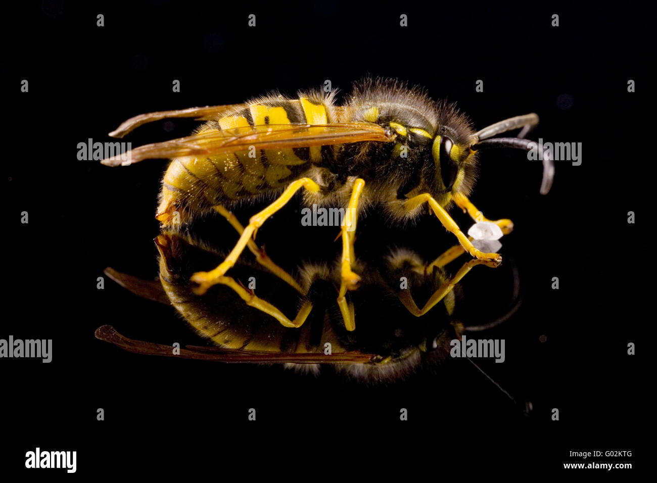 German wasp (Vespula germanica) Stock Photo