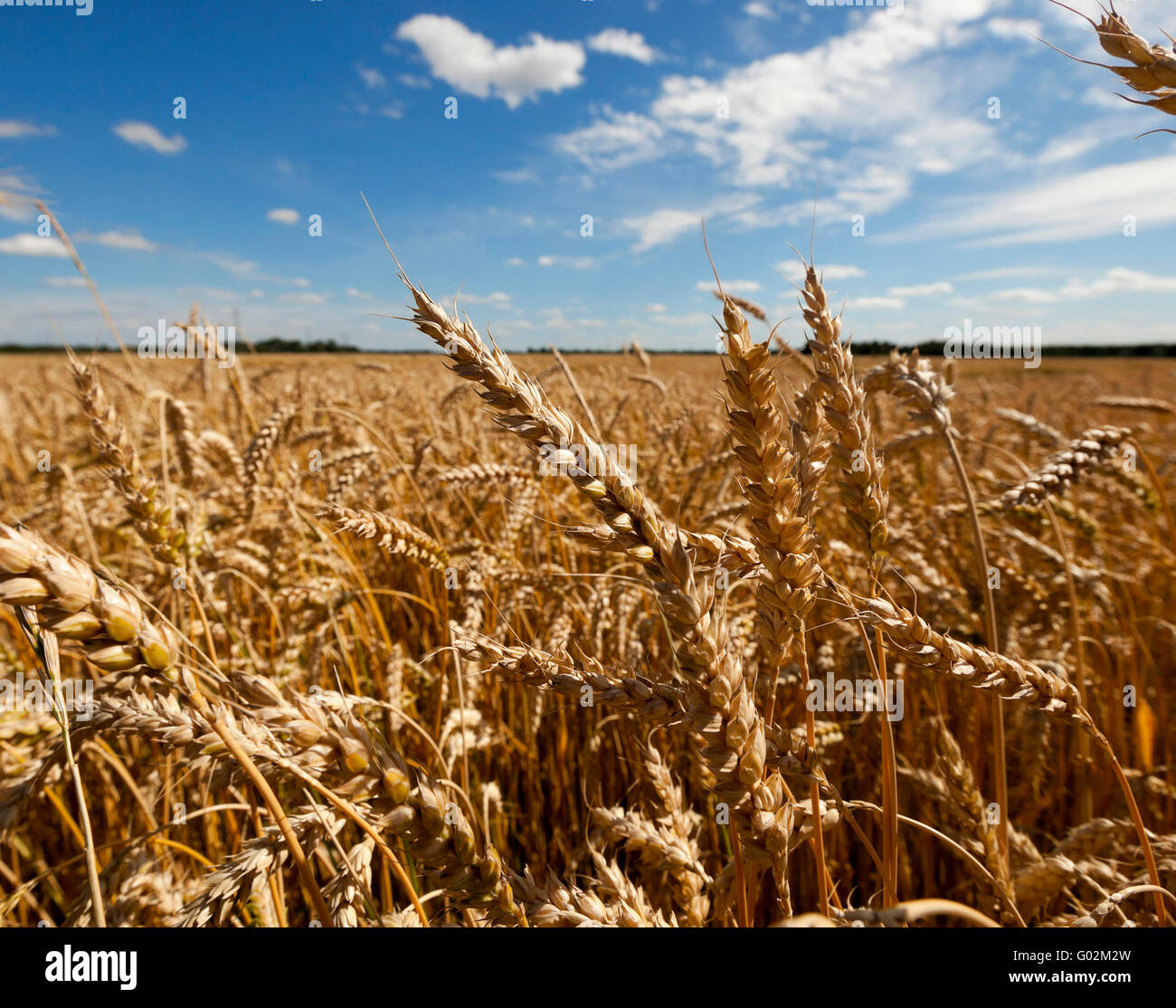 ripe yellow cereals Stock Photo - Alamy