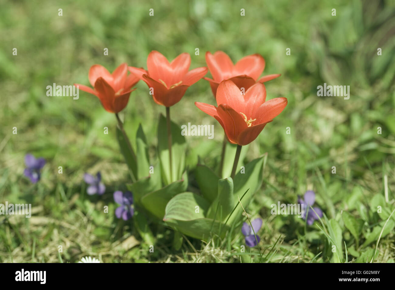 Red tulips on a meadow Stock Photo