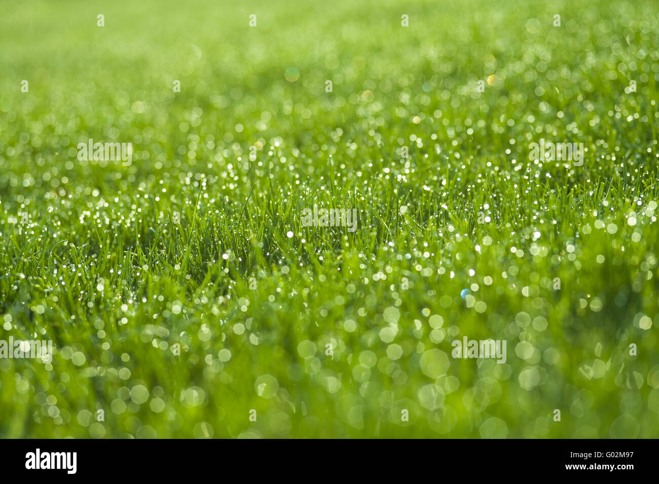 Grass meadow with rope Stock Photo