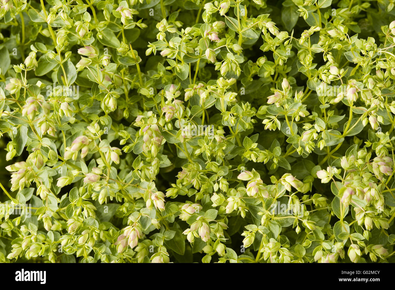 Oregano in the herb garden Stock Photo