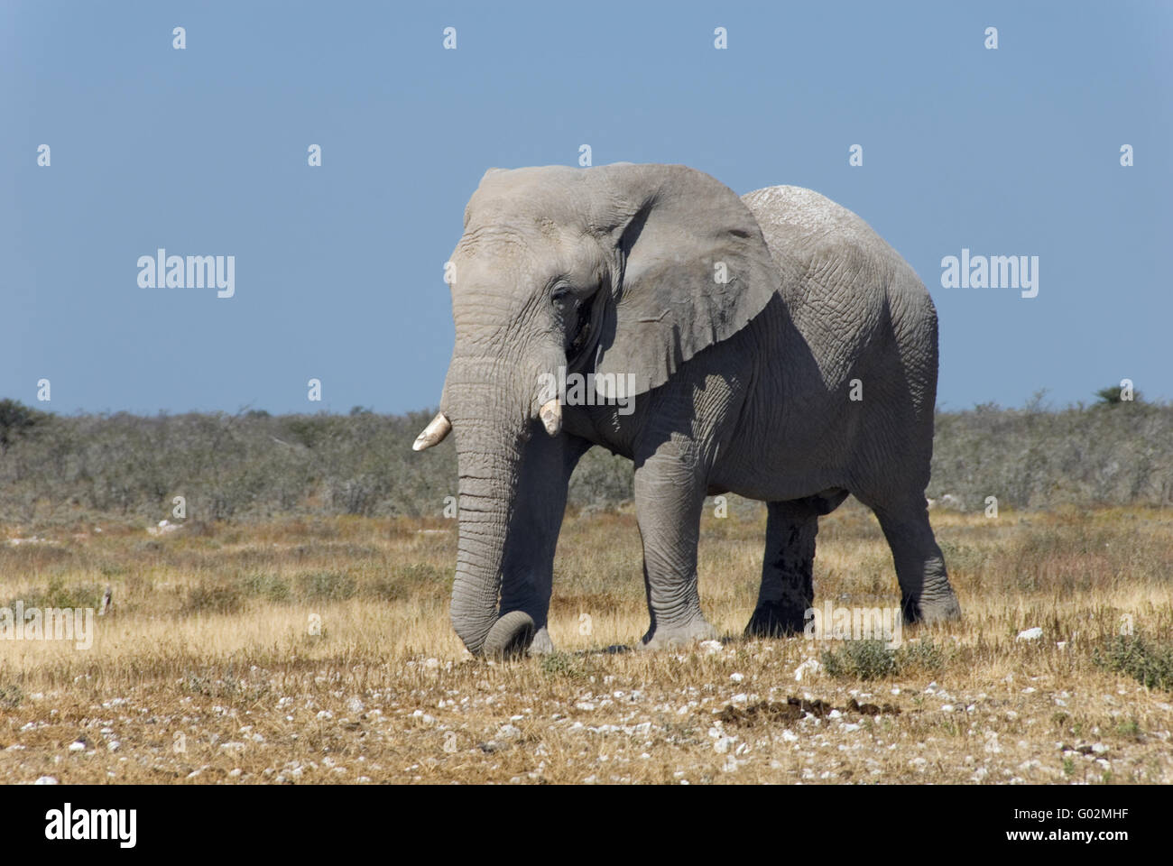 african elephant Stock Photo