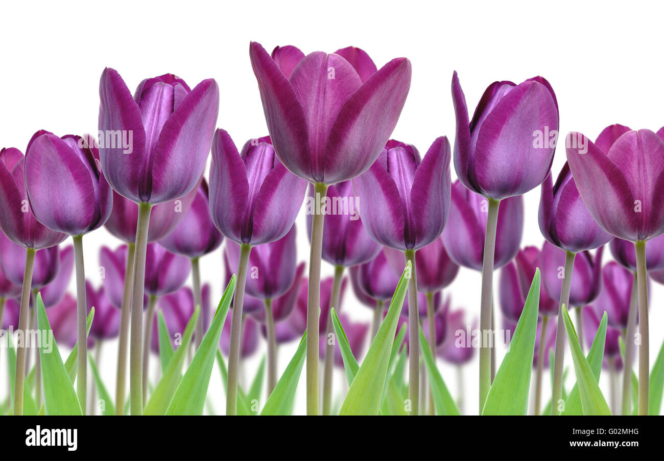 Beautiful purple tulip flowers freshly popped for spring against a white background Stock Photo
