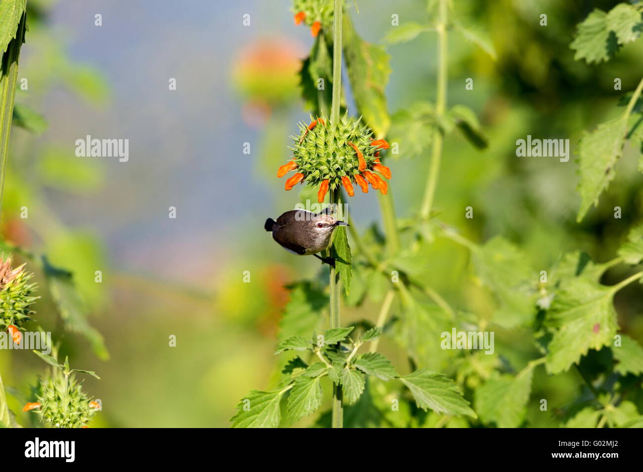 Female purple-rumped sunbird. This is a sunbird endemic to the Indian Subcontinent. Stock Photo
