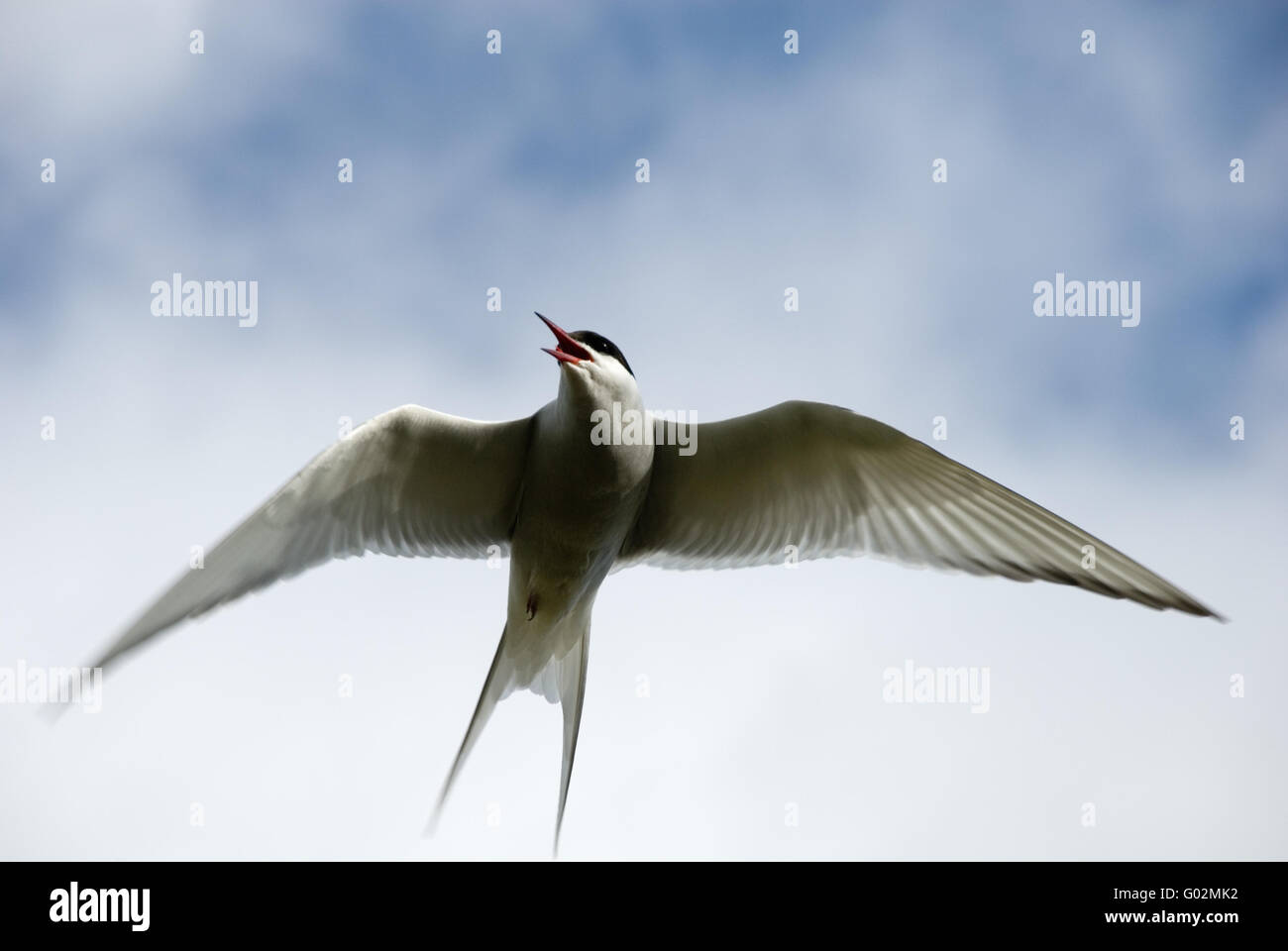 Arctic tern Stock Photo