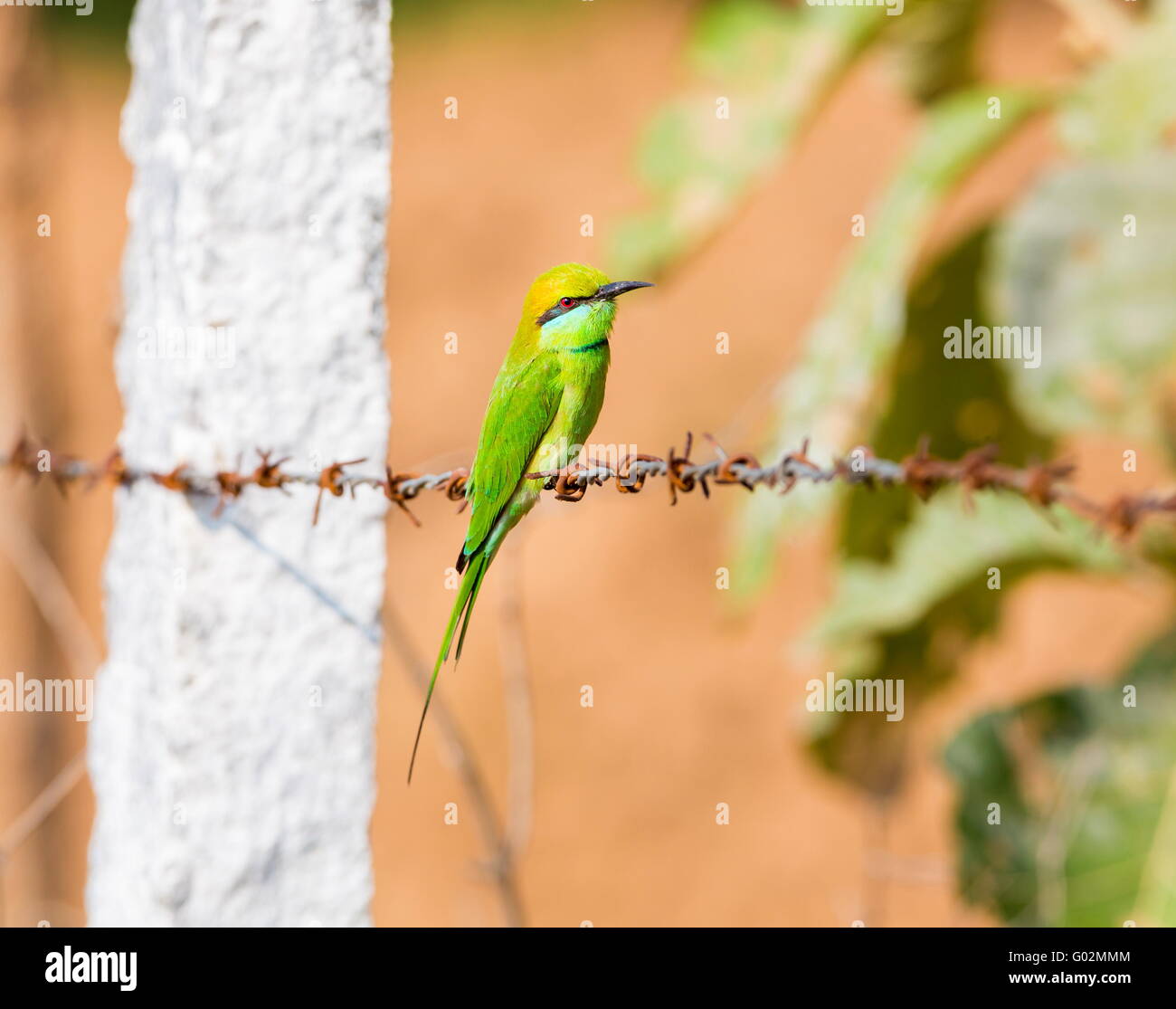 Silhouette bird barbed wire hi-res stock photography and images - Alamy