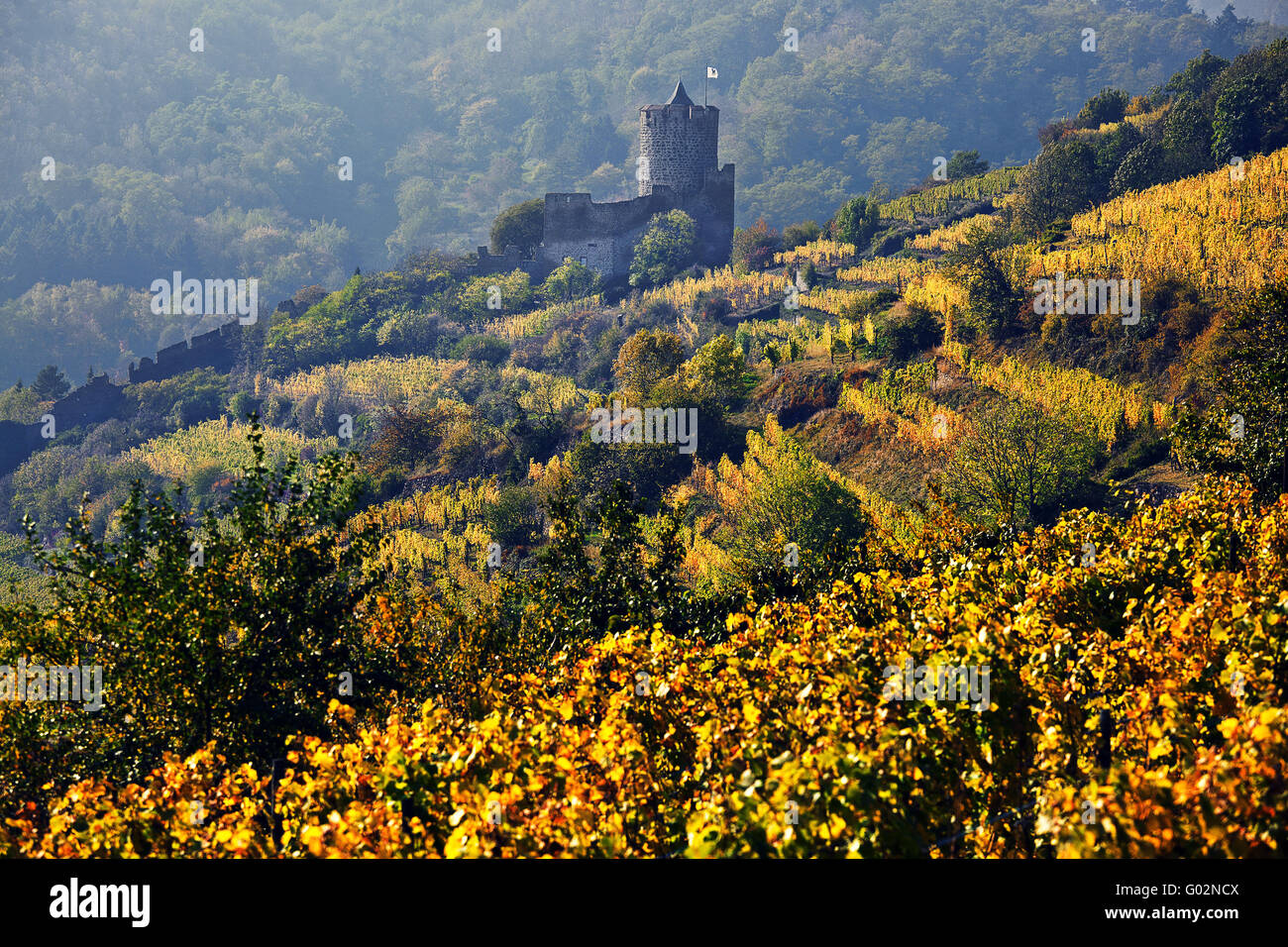 Kaysersberg Castle and vineyards, Alsace, France Stock Photo