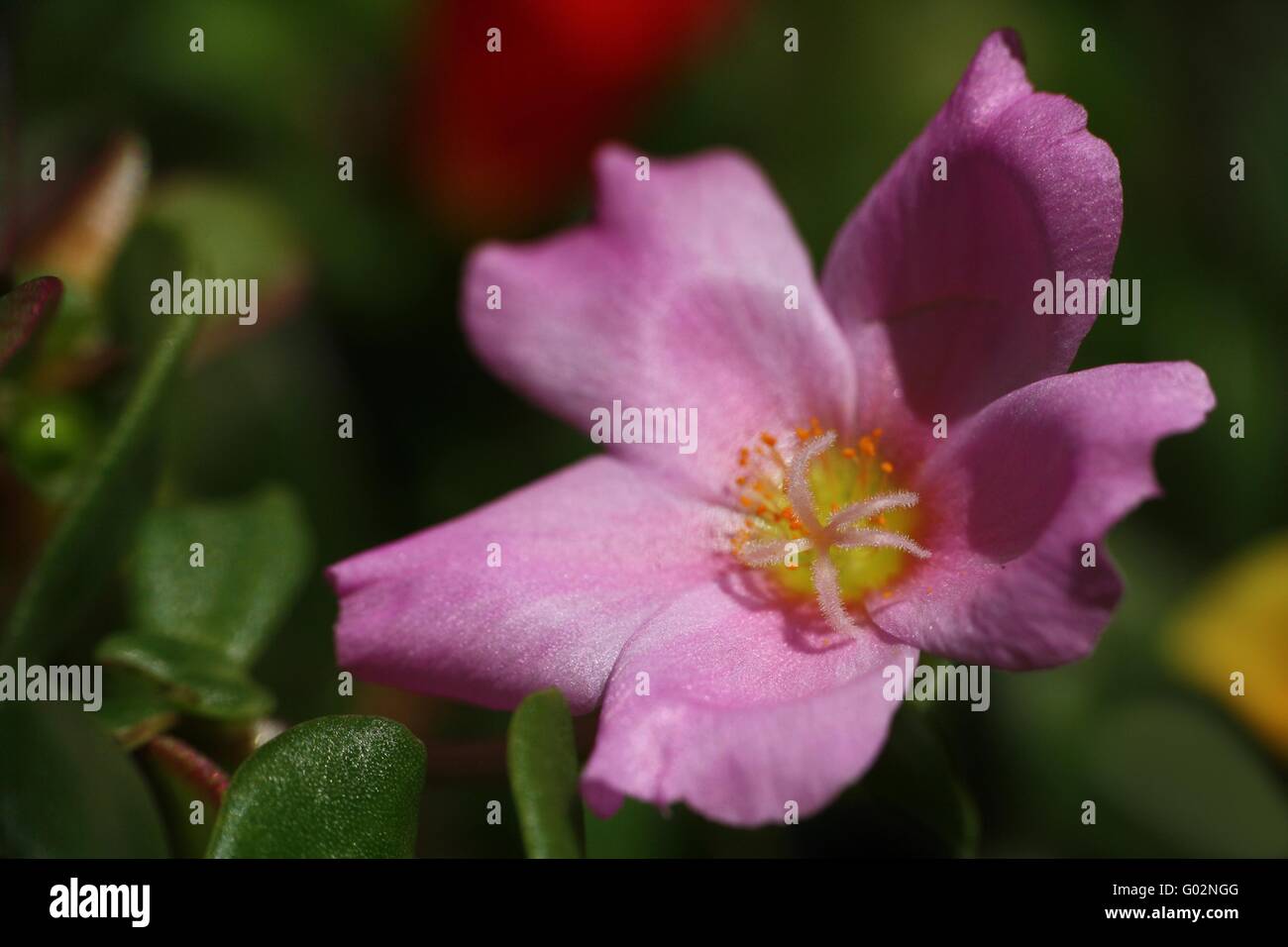 Moss Rose (Portulaca oleracea) Stock Photo