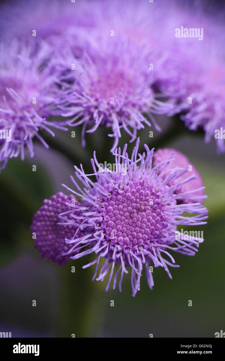 Bluemink / Flossflower (Ageratum houstonianum) Stock Photo