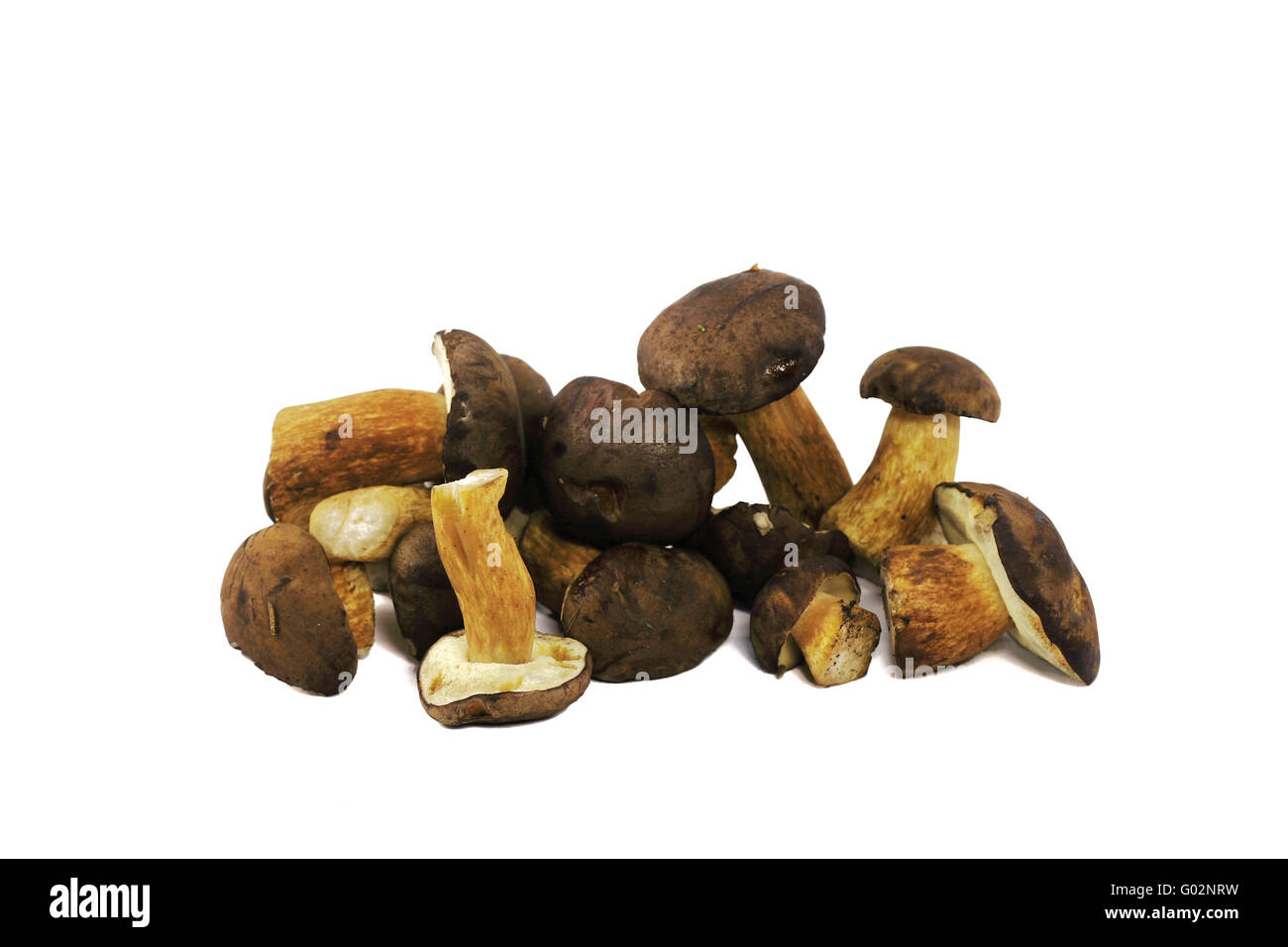 Boletus Edulis mushrooms Stock Photo Alamy