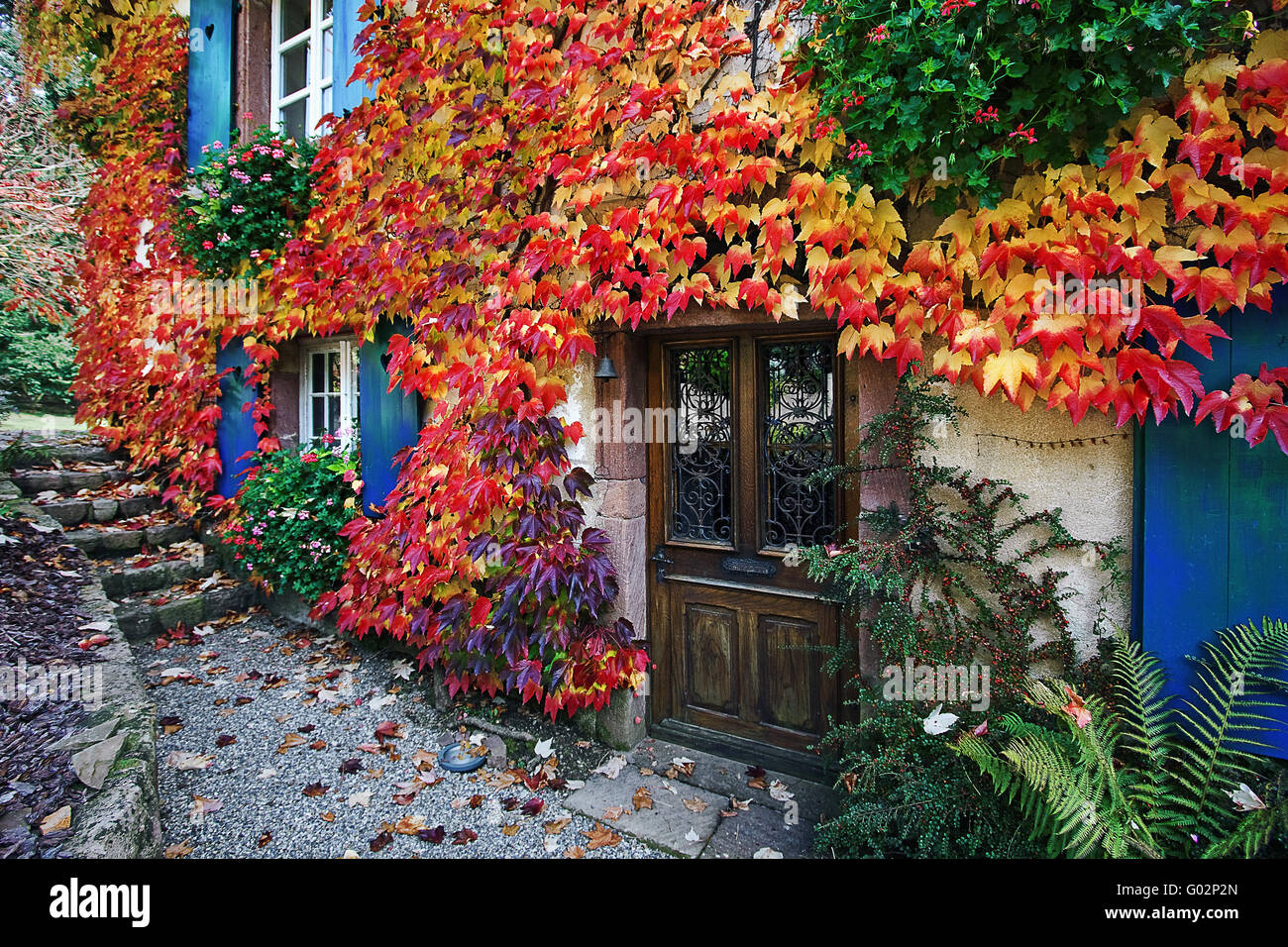 house front covered with virginia creeper, France Stock Photo