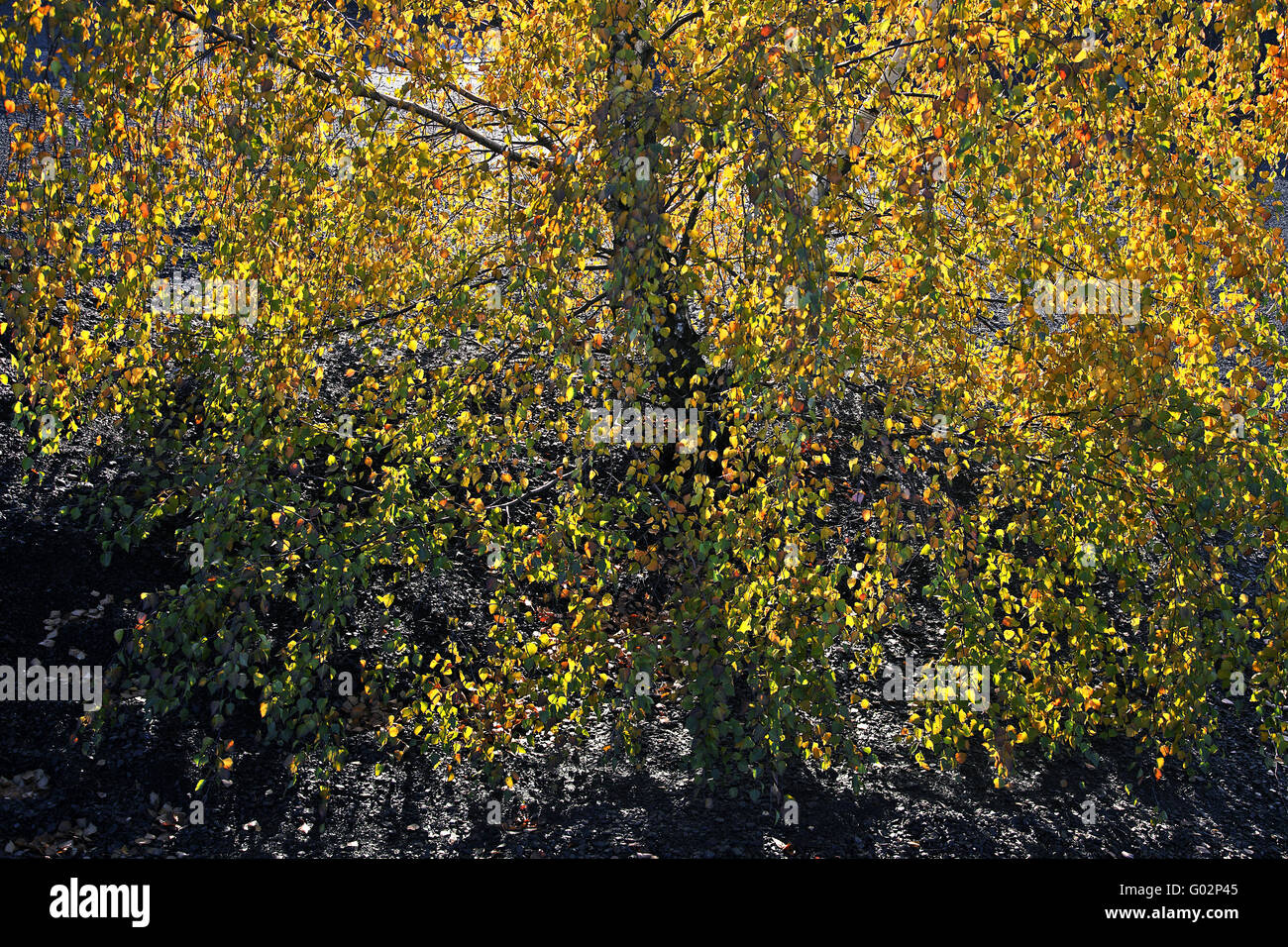 birch leaves in the back-light, Saarland, Germany Stock Photo