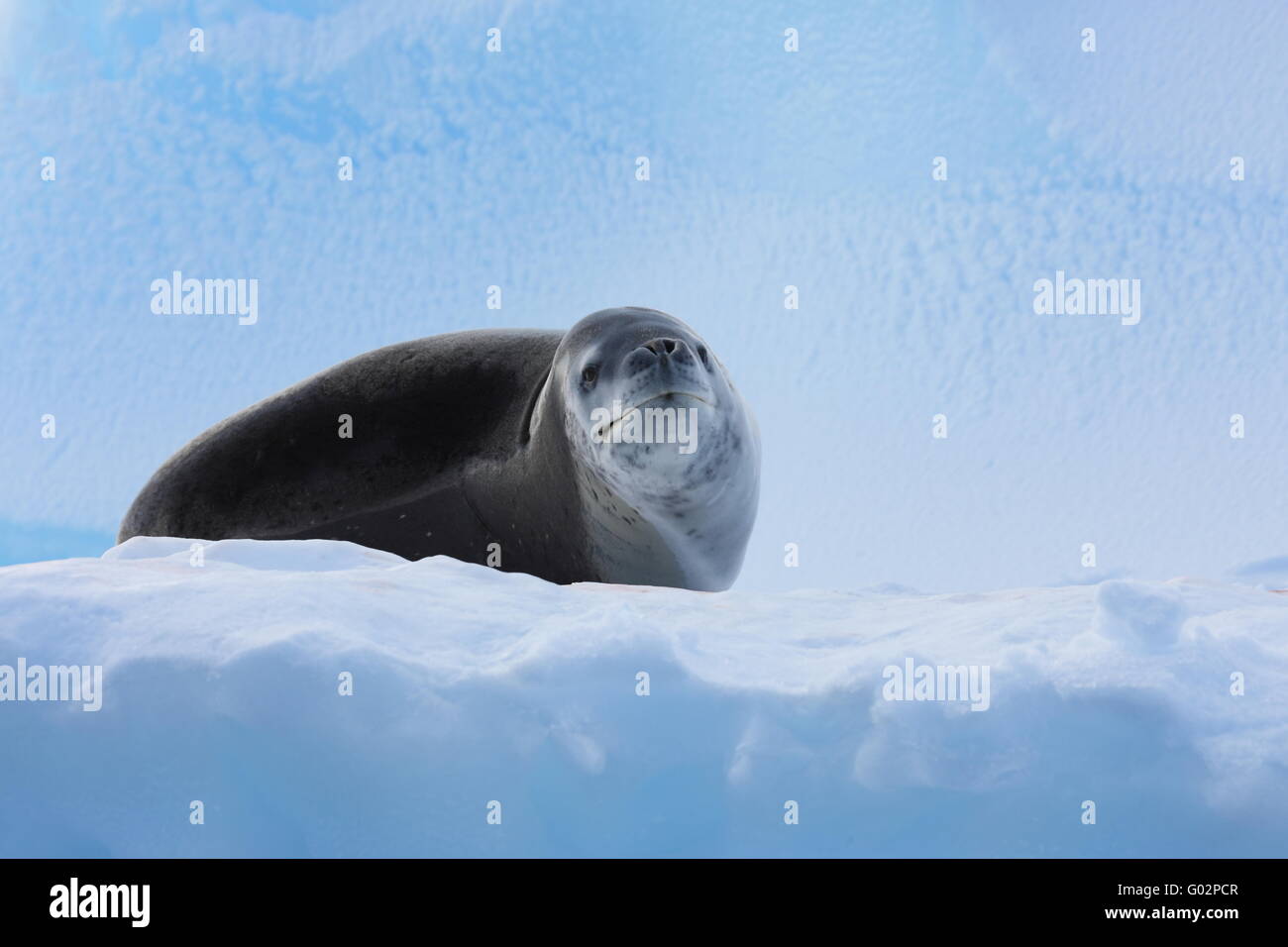 Seeleopard in der Antarktis Stock Photo