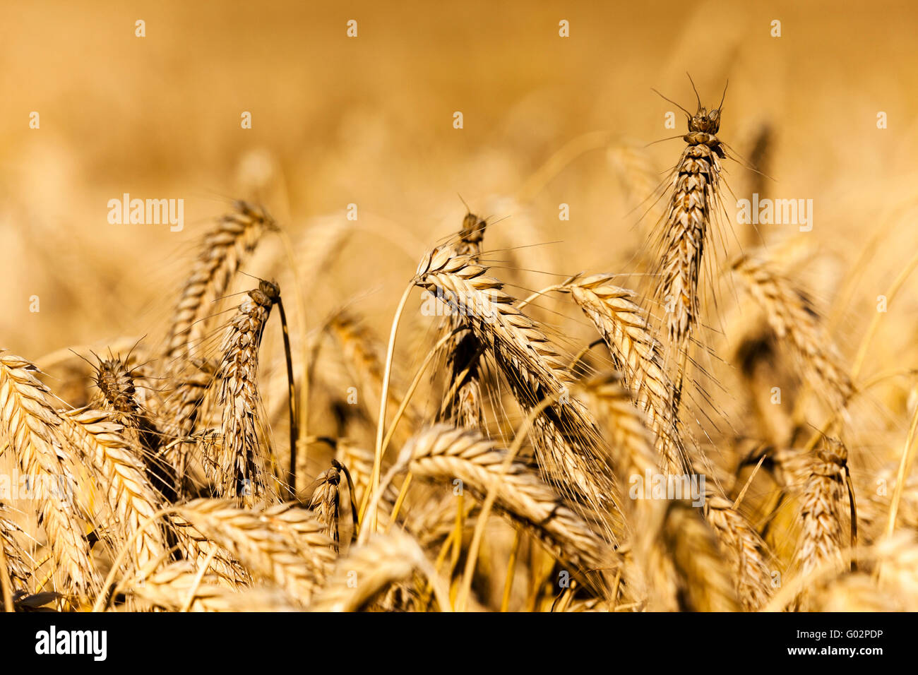 Yellow ripe rye Stock Photo - Alamy