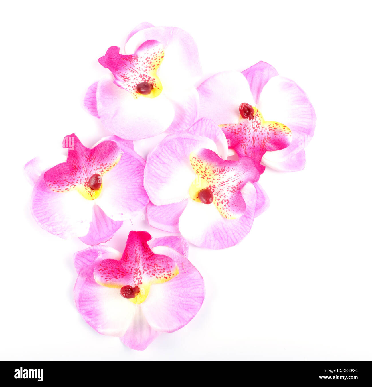 Pink orchid isolated on white background Stock Photo - Alamy