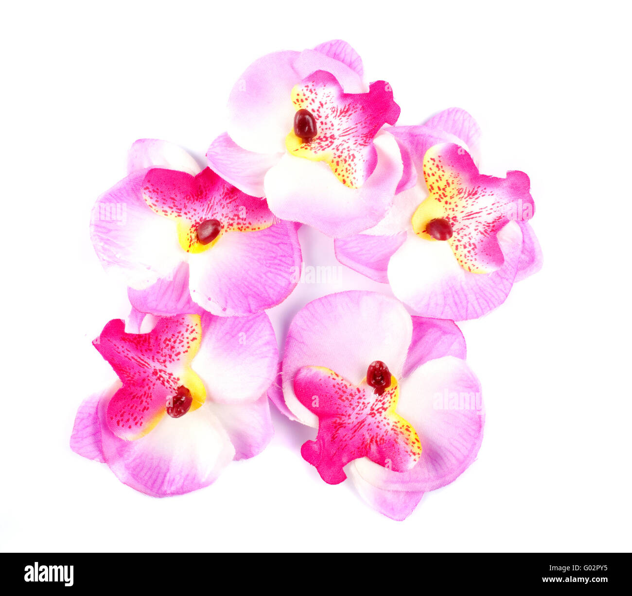 Pink orchid isolated on white background Stock Photo - Alamy