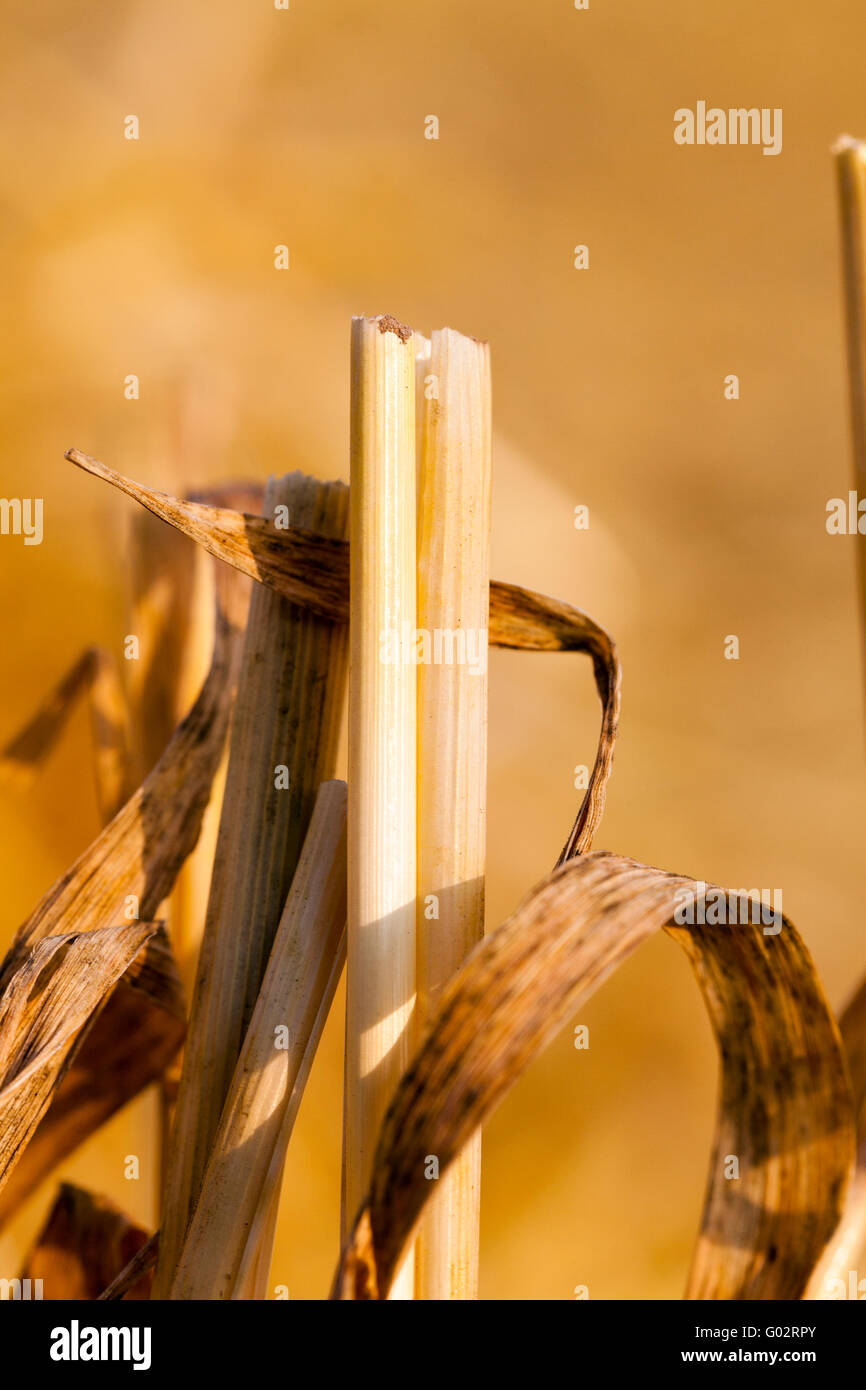 wheat field after harvest Stock Photo - Alamy