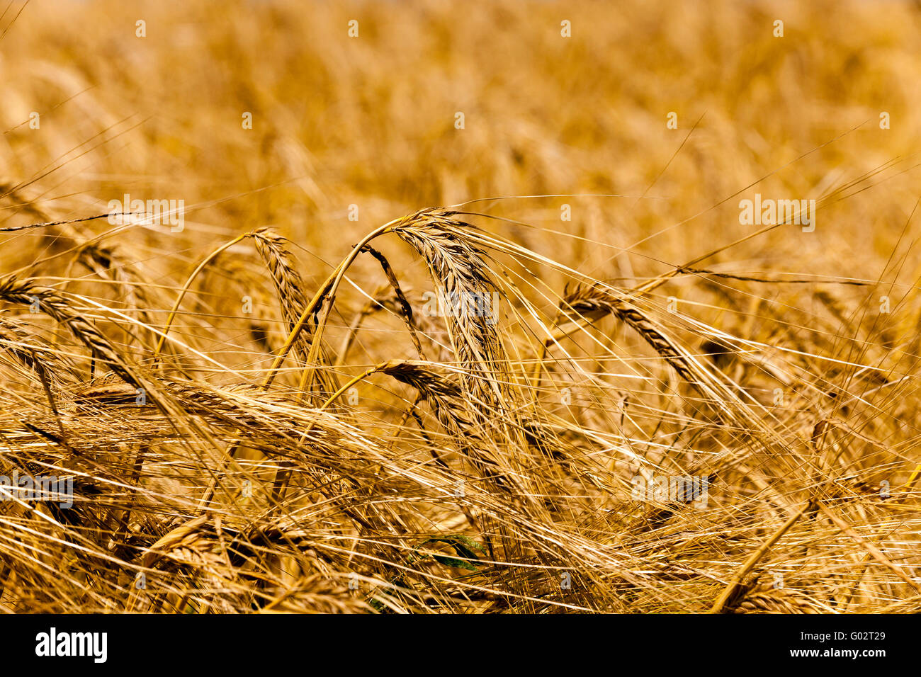 grow ripe cereals Stock Photo - Alamy