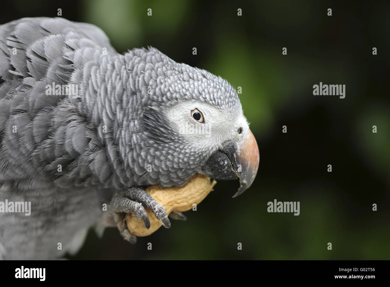 Timna Parrot Timneh African Grey Parrot Stock Photo - Alamy