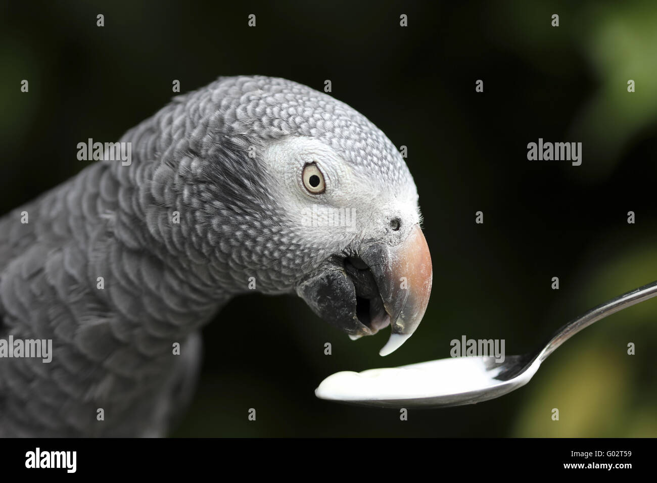 Timna Parrot Timneh African Grey Parrot Stock Photo - Alamy