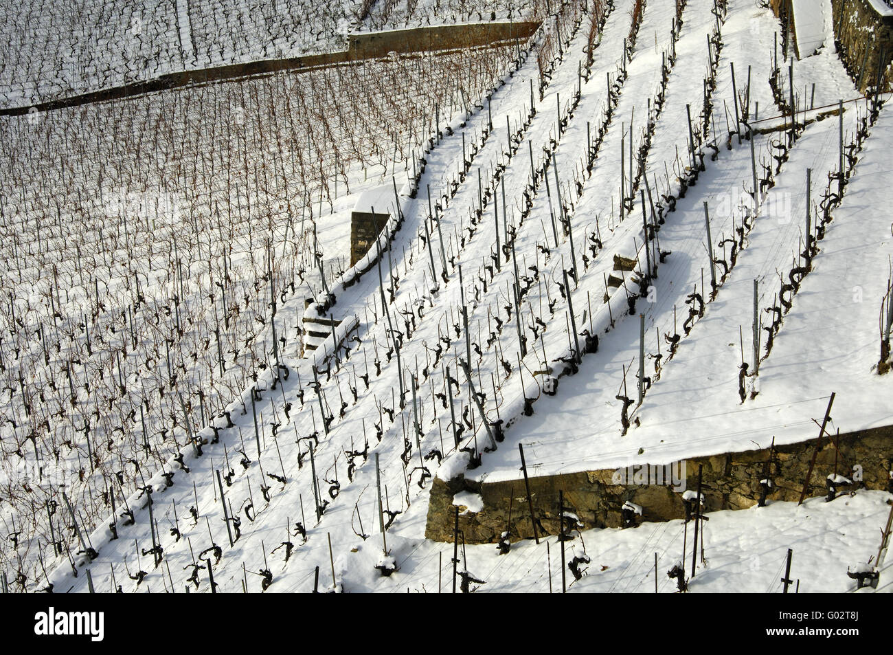 Terraced vineyards, Lavaux near Rivaz, Switzerland Stock Photo