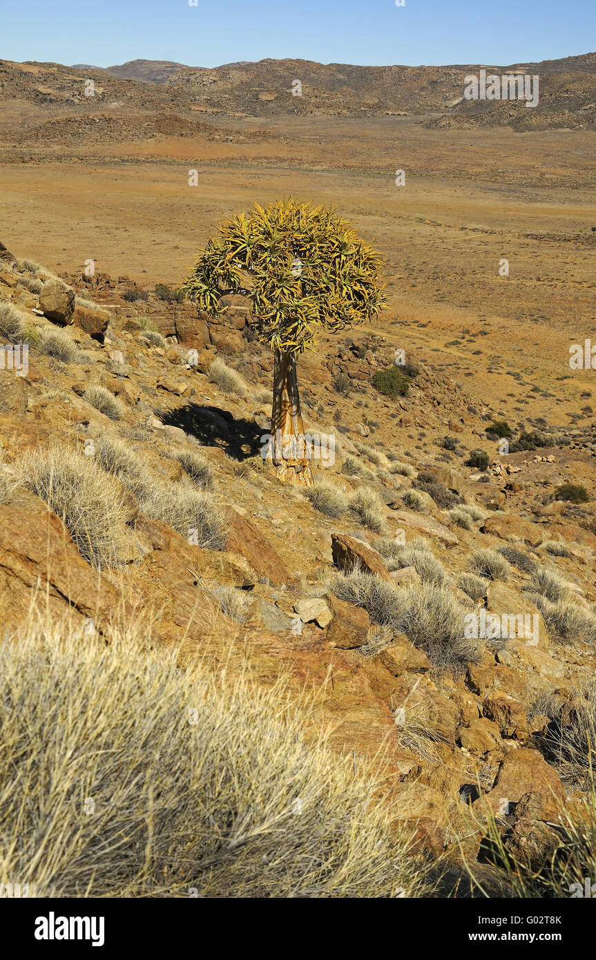 tree aloe, Goegap Nature Reserve, South Africa Stock Photo