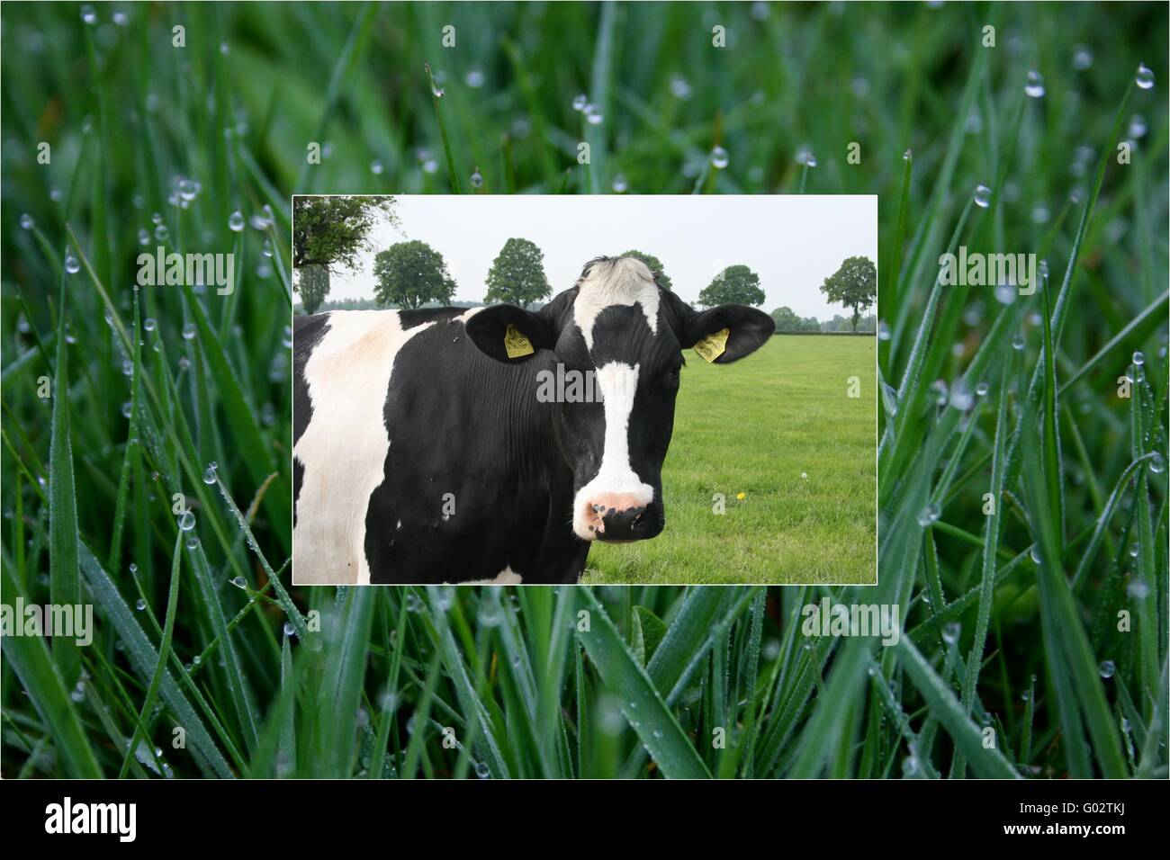 Cow and Grass Collage Stock Photo