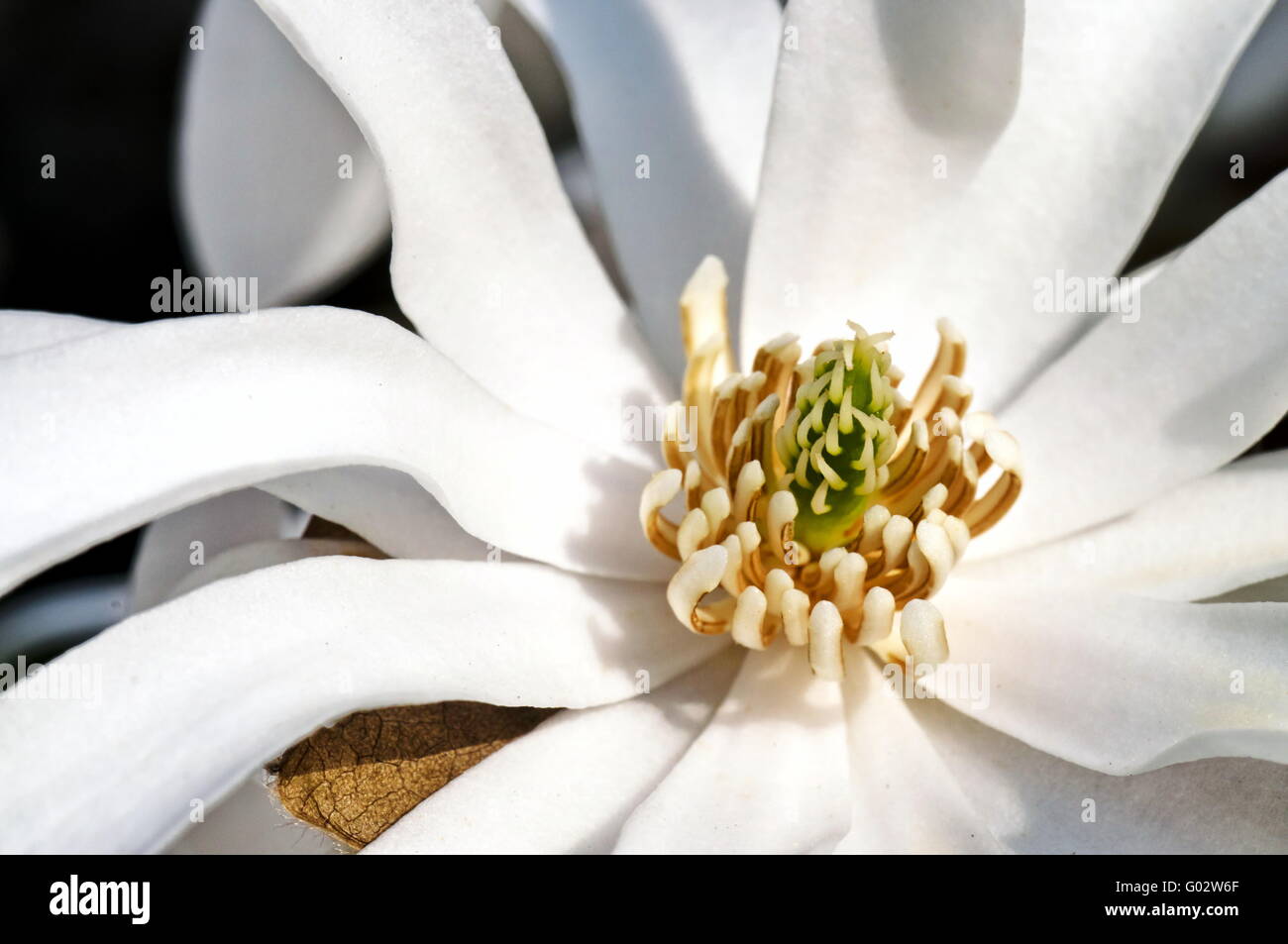 White magnolia flower pistils detail in spring blooming Stock Photo