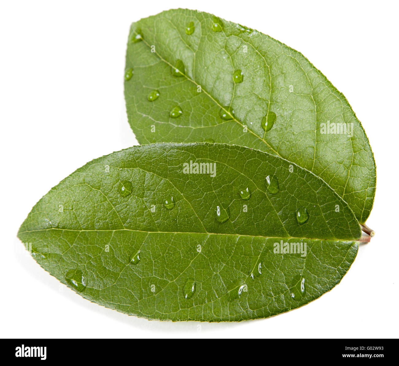 zen stones and leaves with water drops Stock Photo Alamy