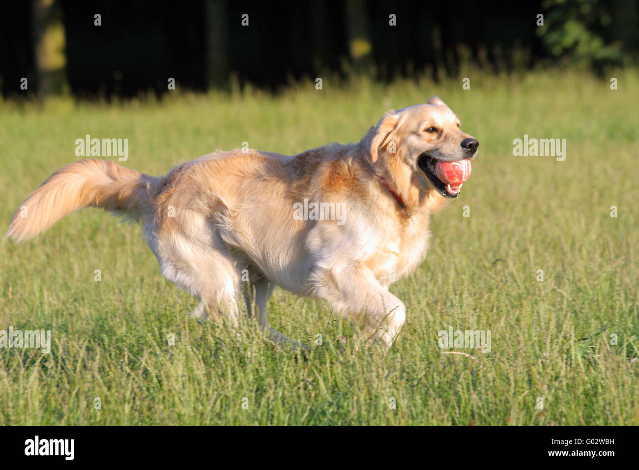 Happy golden retriever running with a ball in its mouth Stock Photo