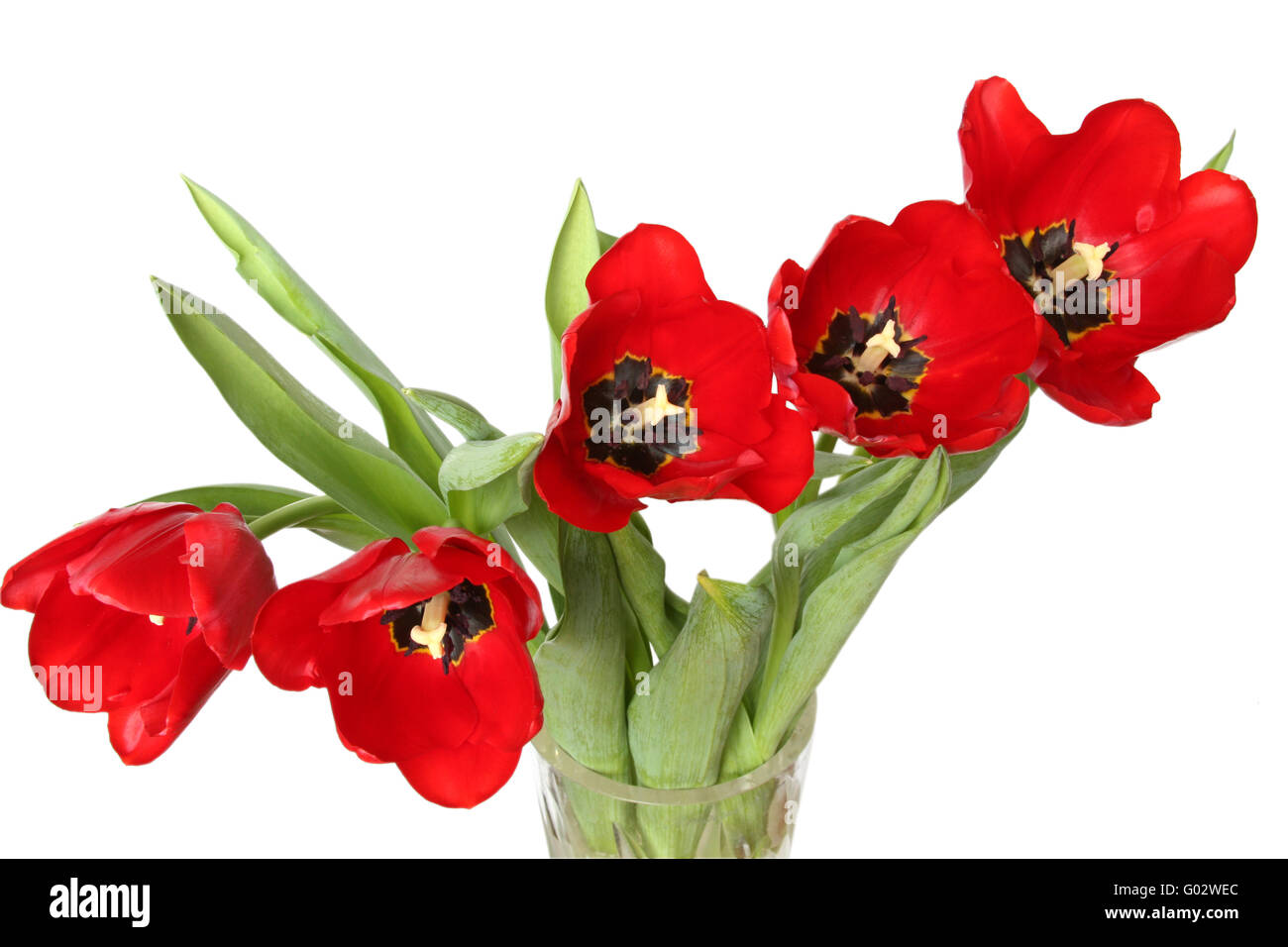 Spring flower - bouquet of red tulips. Isolated on white Stock Photo