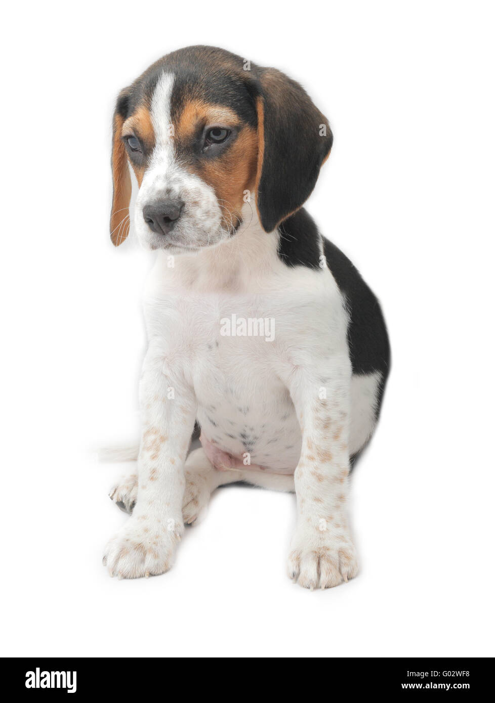 Cute tricolor beagle puppy sitting isolated over white background Stock Photo