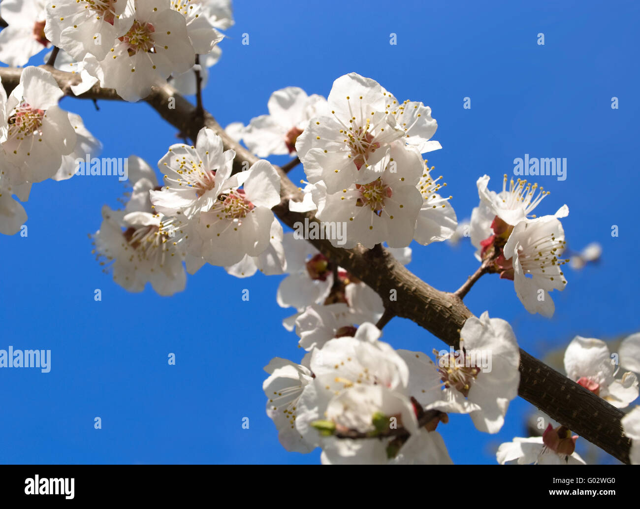 Blossoming cherry tree on blue sky background Stock Photo - Alamy