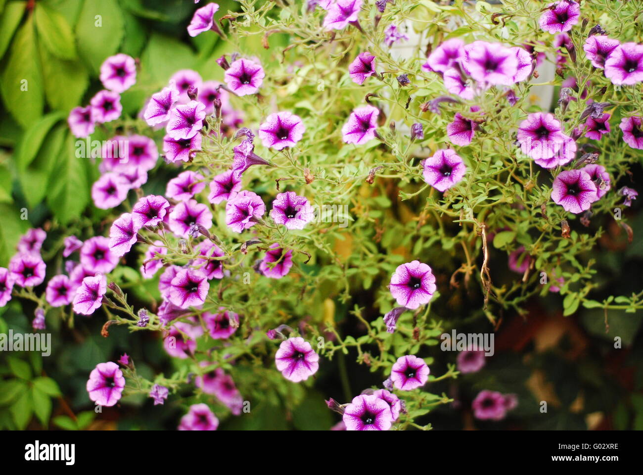 Flowers pink nature hi-res stock photography and images - Alamy