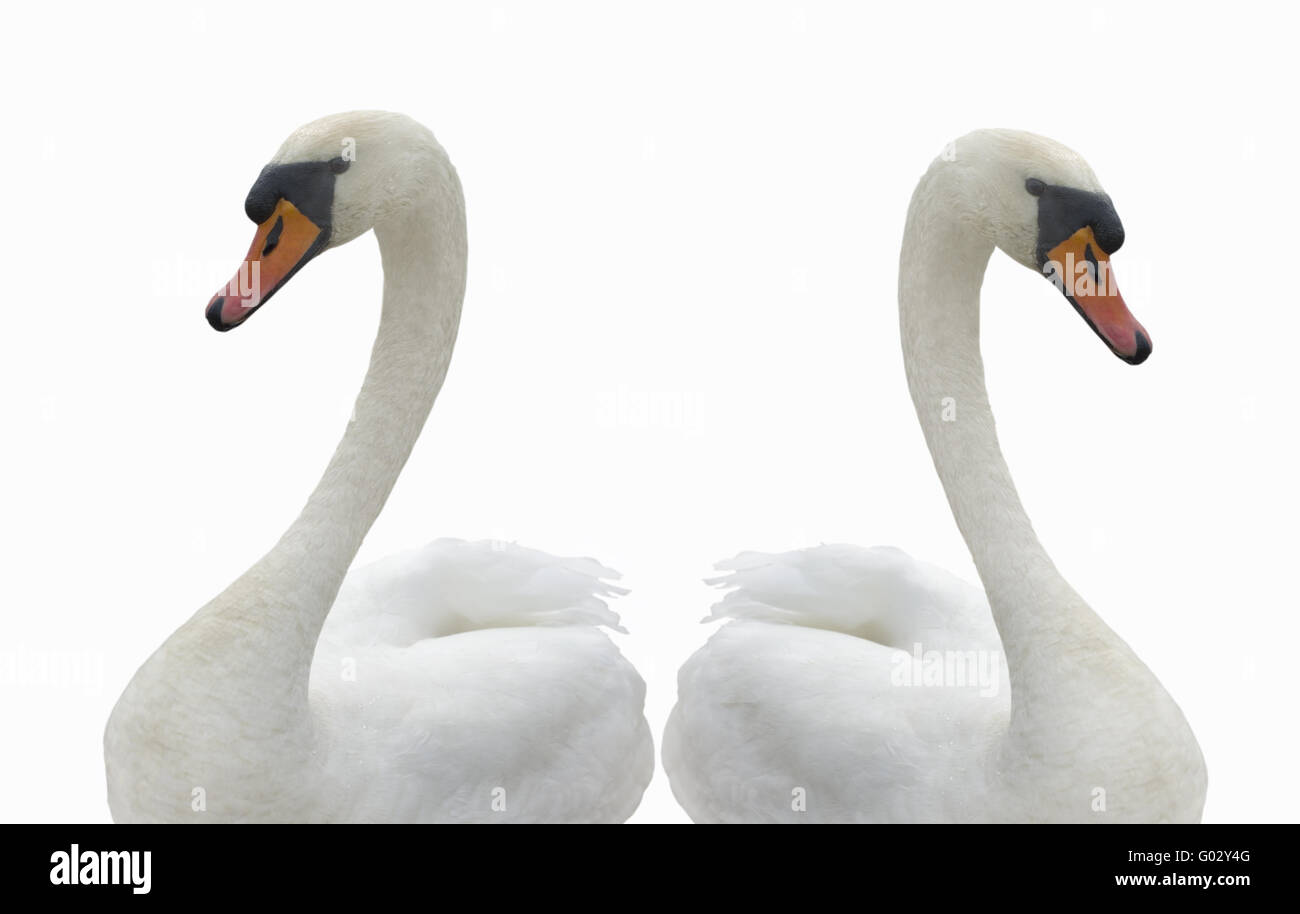 Two swans. Stock Photo