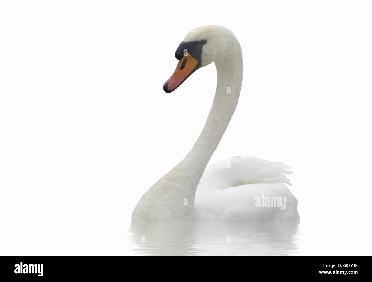 White swan. Stock Photo