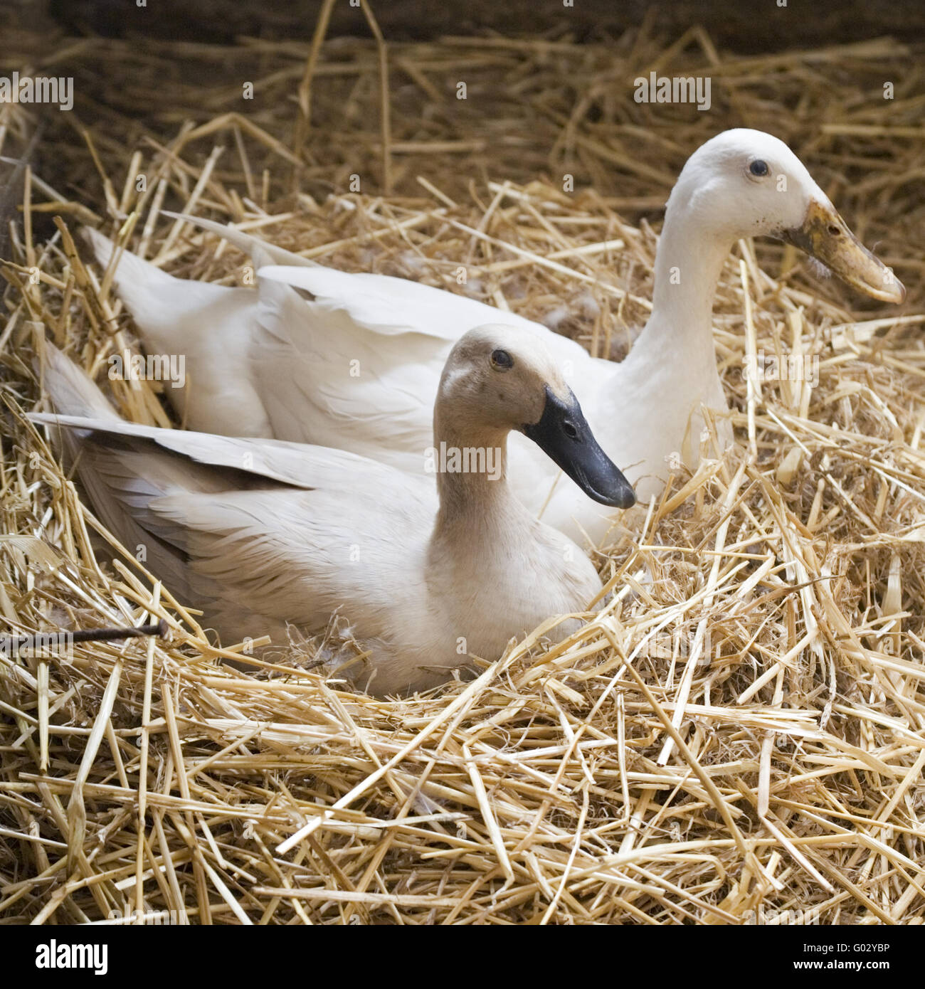 Indian Runner Ducks in a nest Stock Photo Alamy