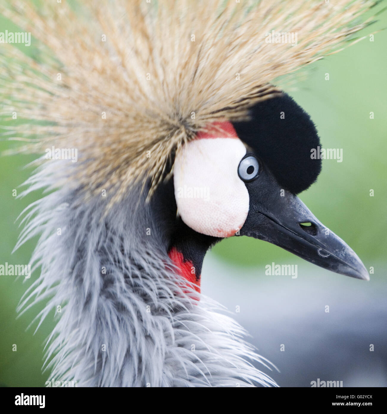 Grey Crowned Crane (Balearica regulorum gibbericeps) Stock Photo