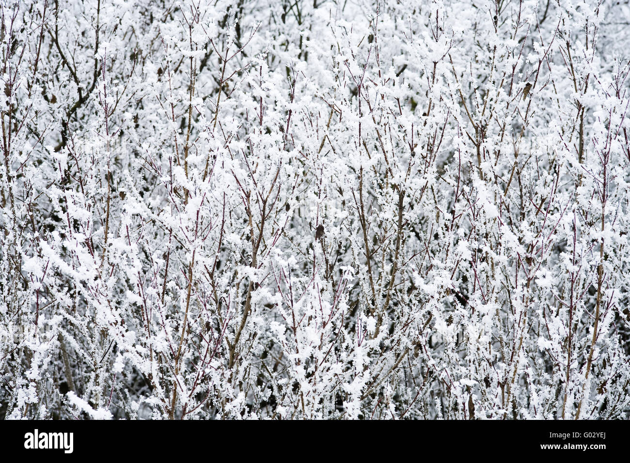 bushes with rime Stock Photo