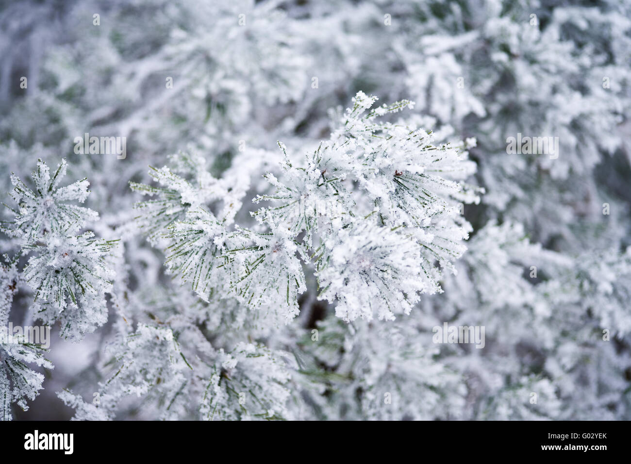 conifer with rime Stock Photo