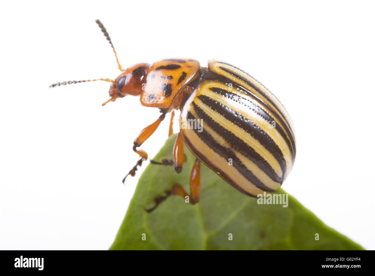 potato beetle (Leptinotarsa decemlineata) Stock Photo