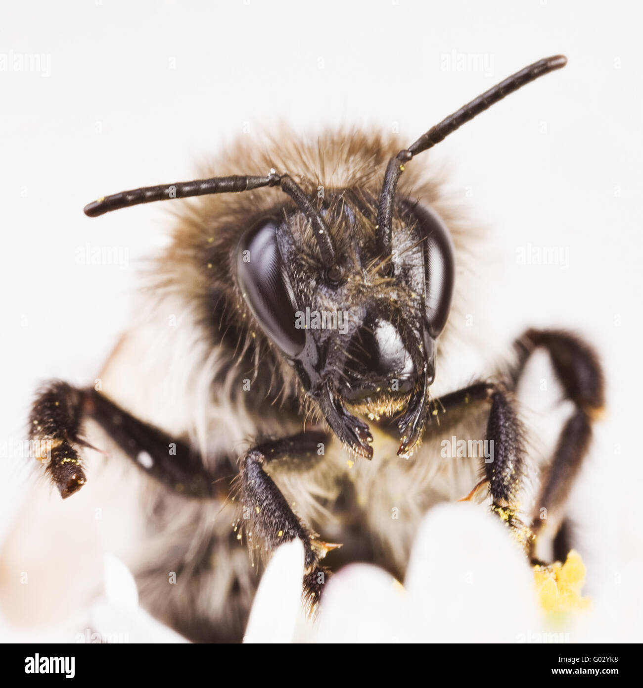 Soil dwelling insect hi-res stock photography and images - Alamy