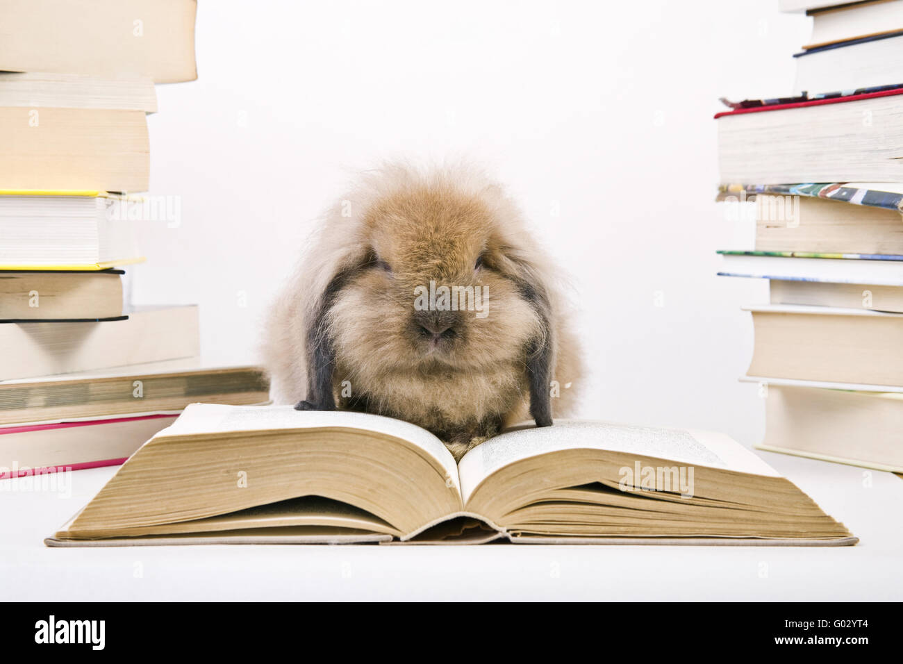 hare with books Stock Photo