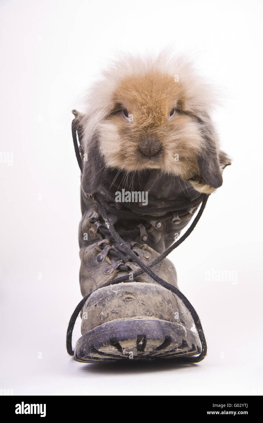 hare in a boot Stock Photo
