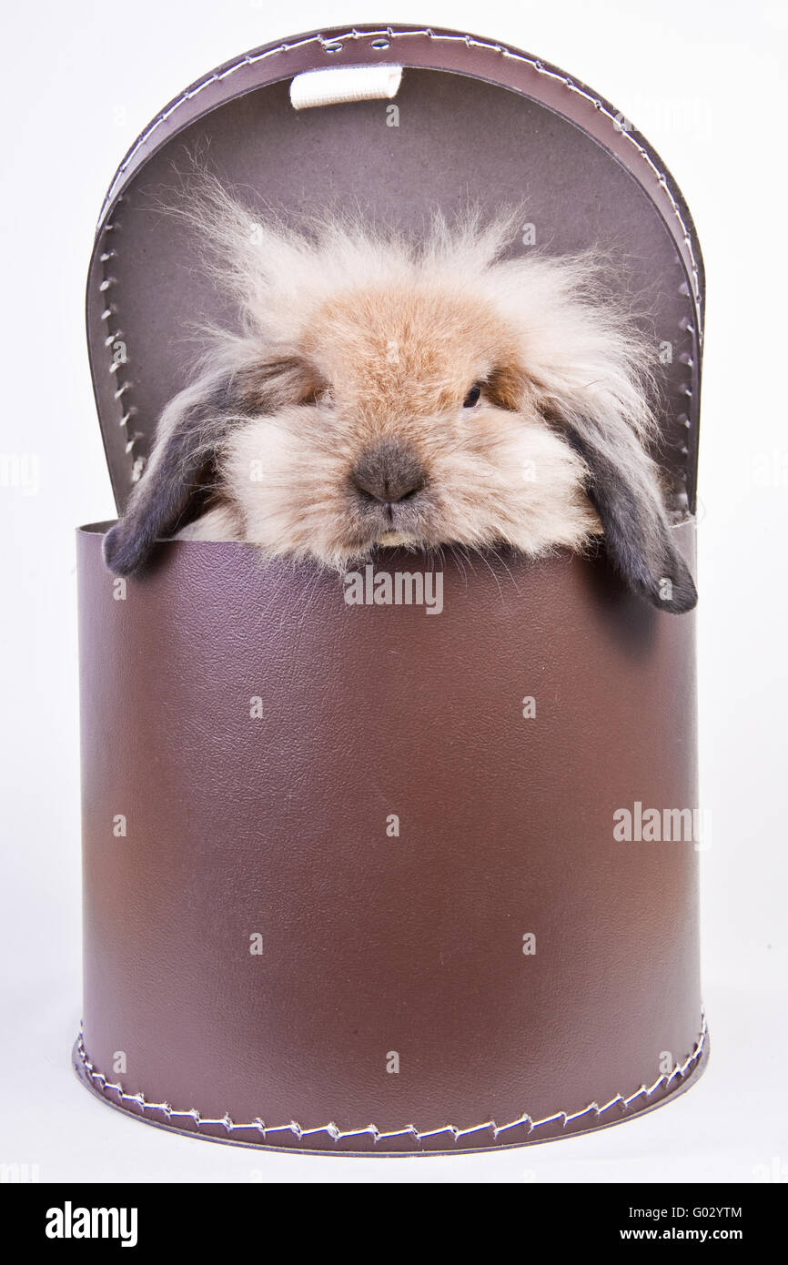 hare in a carton Stock Photo