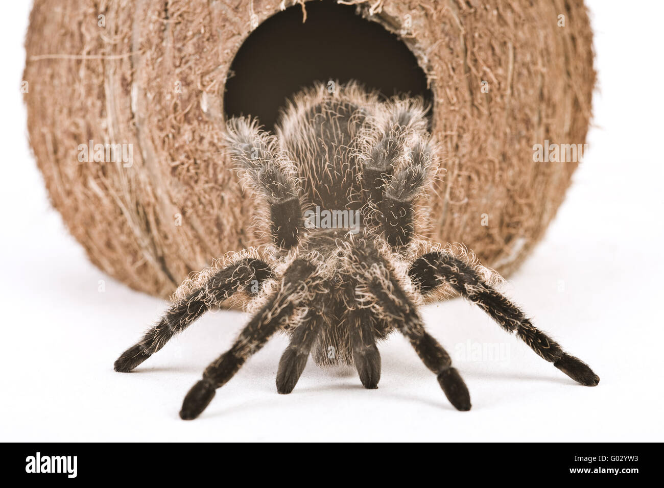 Coconut spider hires stock photography and images Alamy