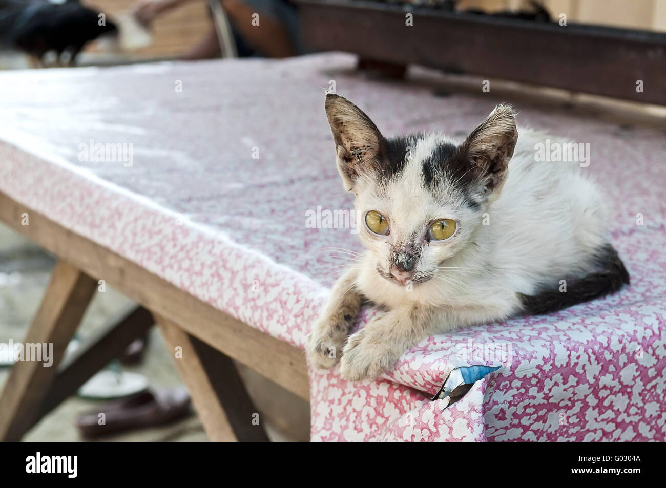 Little sick cat on a table watching me in Jakarta street Stock Photo