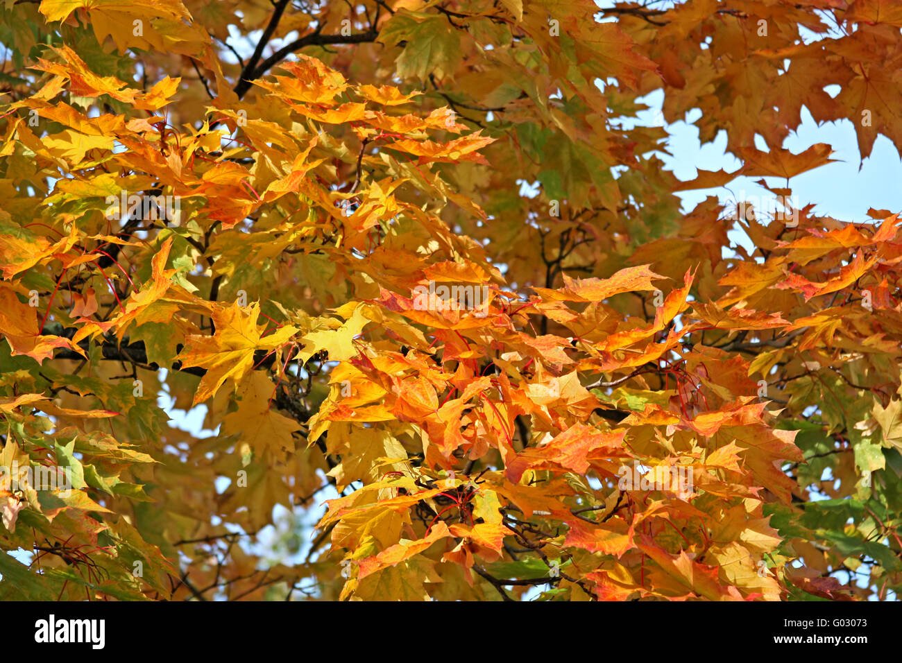 Yellow fall foliage. Sunny day in autumn park Stock Photo - Alamy