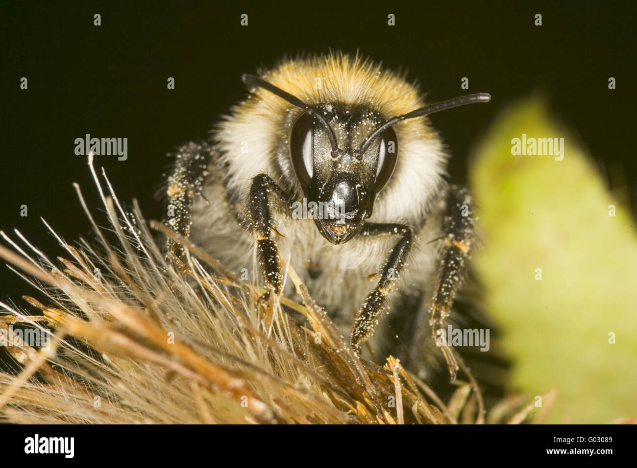 Bumble Bees (Bombus) Stock Photo